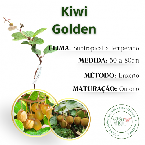 Kiwi Monty Enxertado Verde